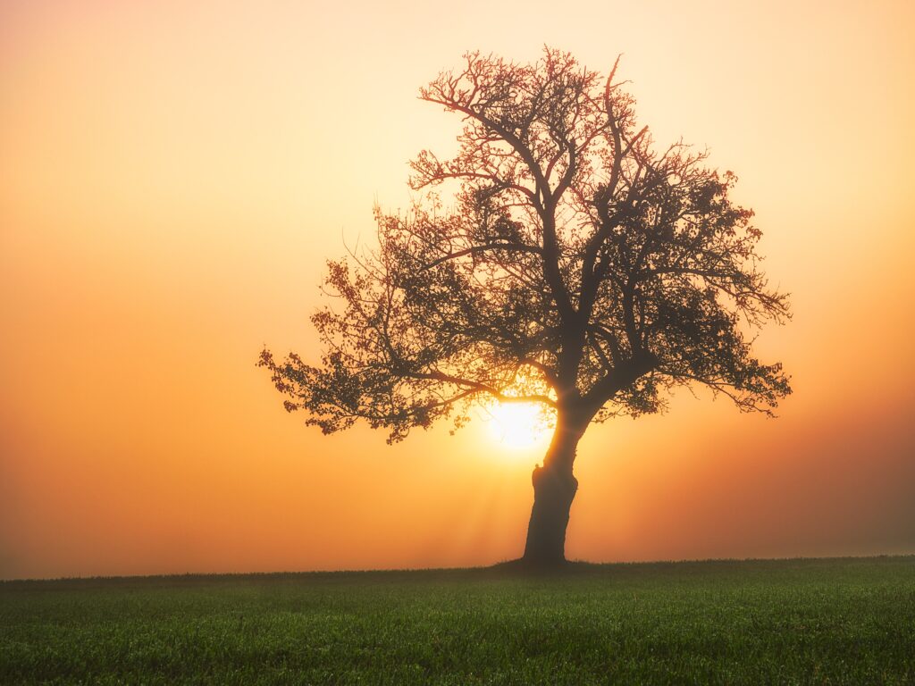 Morning Glory – The glory of life by Elizabeth Elive