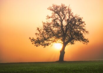 Morning Glory – The glory of life by Elizabeth Elive